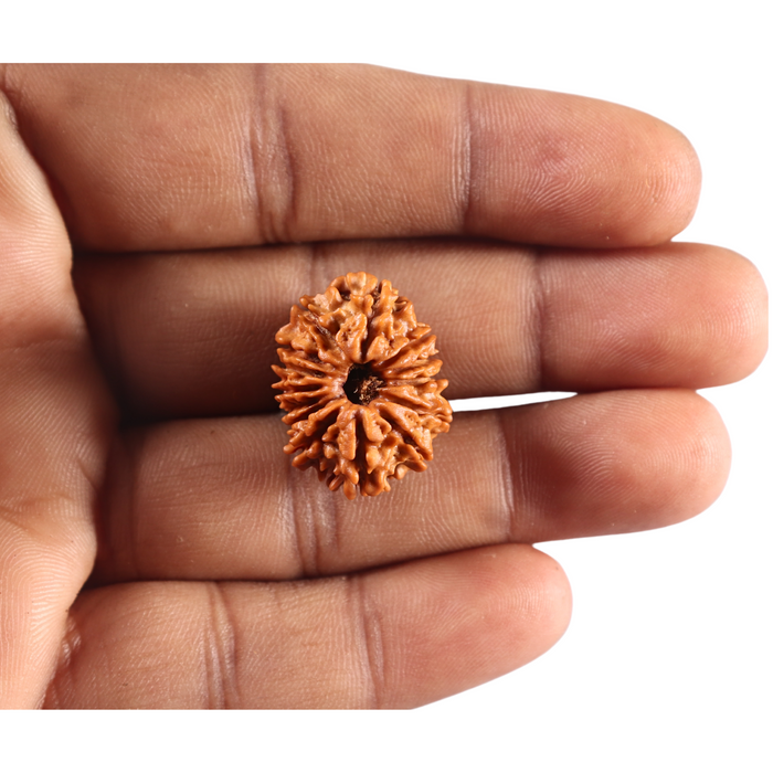 14 Mukhi Nepalese Rudraksha - Bead No. 396