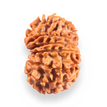 Load image into Gallery viewer, 14 Mukhi Nepalese Rudraksha - Bead No. 396
