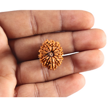Load image into Gallery viewer, 14 Mukhi Nepalese Rudraksha - Bead No. 397
