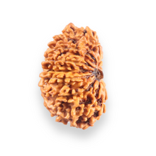 Load image into Gallery viewer, 14 Mukhi Nepalese Rudraksha - Bead No. 397

