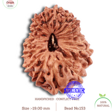 Load image into Gallery viewer, 17 Mukhi Rudraksha from Indonesia - Bead No. 153
