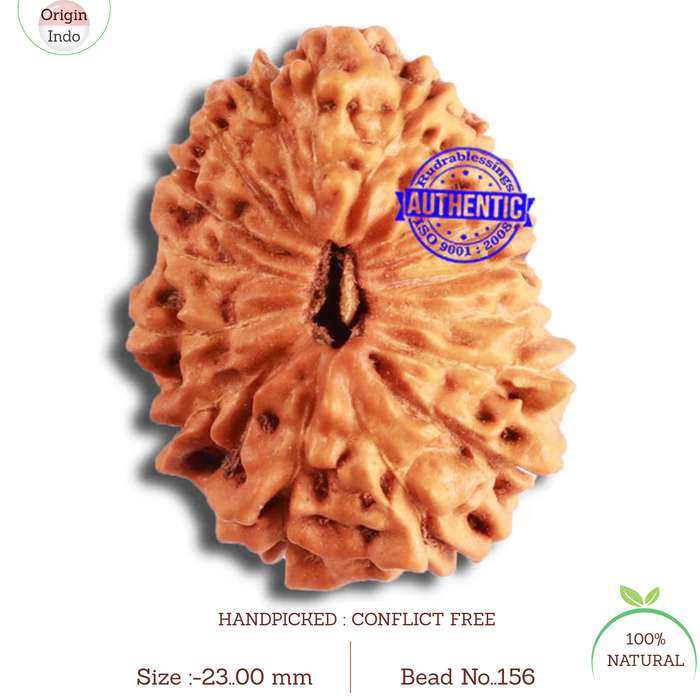 17 Mukhi Rudraksha from Indonesia - Bead No. 156