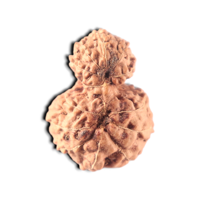Indonesian Garbh Gauri Rudraksha - Bead No. 15