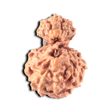 Load image into Gallery viewer, Indonesian Garbh Gauri Rudraksha - Bead No. 15
