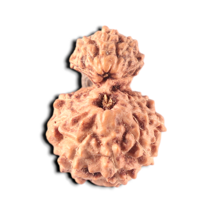 Indonesian Garbh Gauri Rudraksha - Bead No. 15