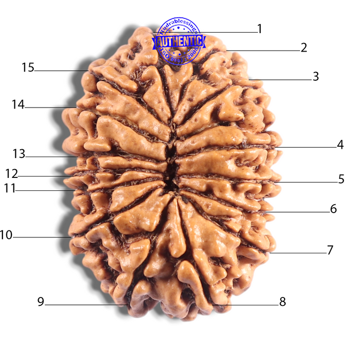 15 Mukhi Rudraksha from Nepal - Bead No. 83