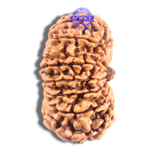 Load image into Gallery viewer, 15 Mukhi Rudraksha from Nepal - Bead No. 83
