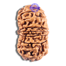 Load image into Gallery viewer, 15 Mukhi Rudraksha from Nepal - Bead No. 83
