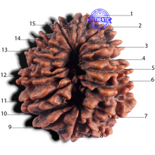 Load image into Gallery viewer, 15 Mukhi Rudraksha from Nepal - Bead No. 84
