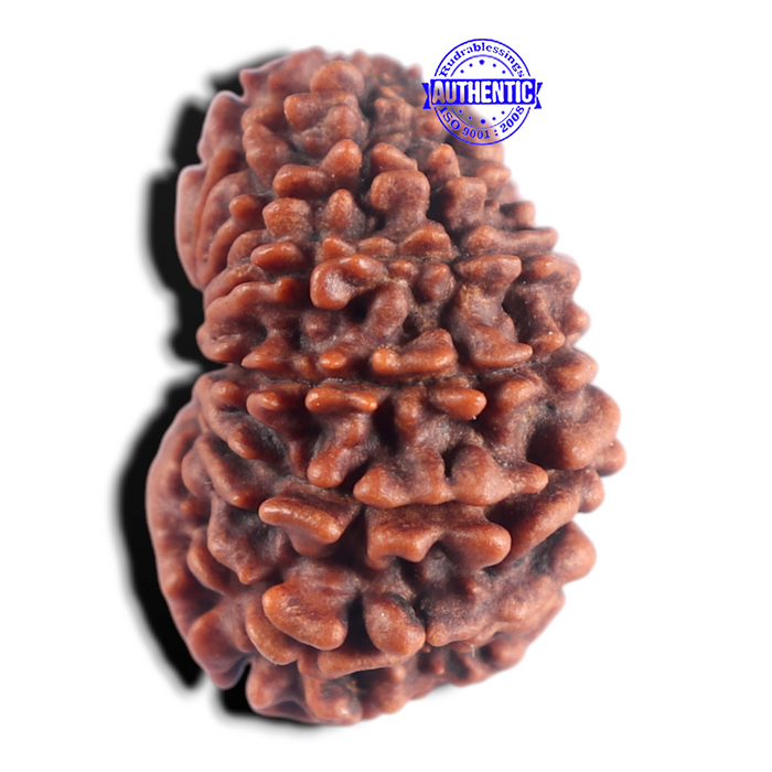 15 Mukhi Rudraksha from Nepal - Bead No. 84