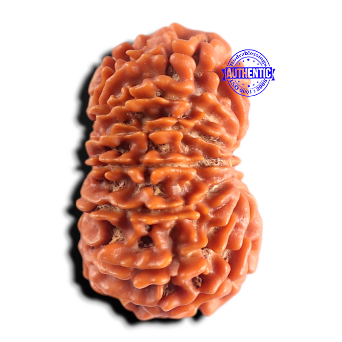 15 Mukhi Rudraksha from Nepal - Bead No. 85
