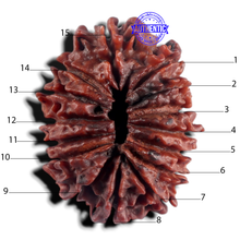 Load image into Gallery viewer, 15 Mukhi Rudraksha from Nepal - Bead No. 22
