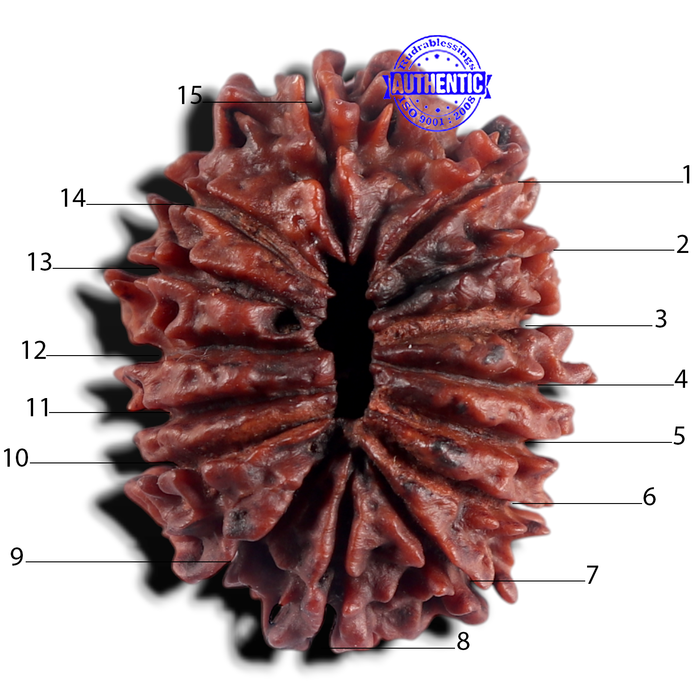 15 Mukhi Rudraksha from Nepal - Bead No. 22