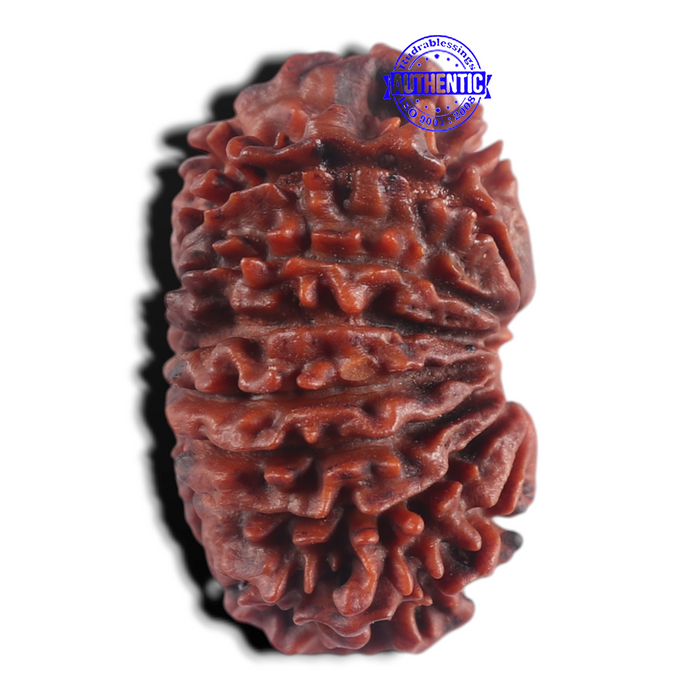 15 Mukhi Rudraksha from Nepal - Bead No. 22
