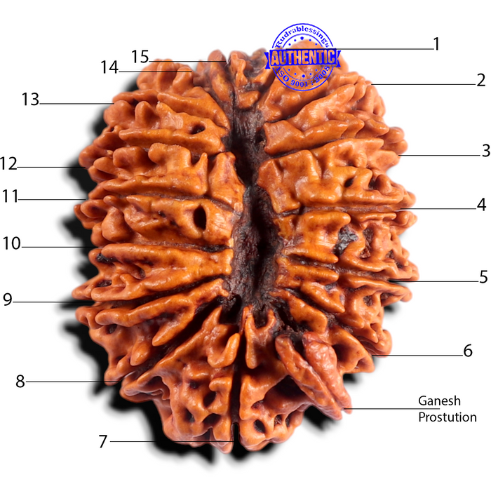 15 Mukhi Ganesha Rudraksha from Nepal - Bead No. 23