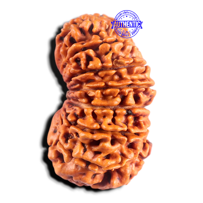 15 Mukhi Ganesha Rudraksha from Nepal - Bead No. 23