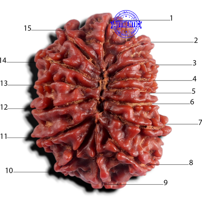 15 Mukhi Rudraksha from Nepal - Bead No. 28