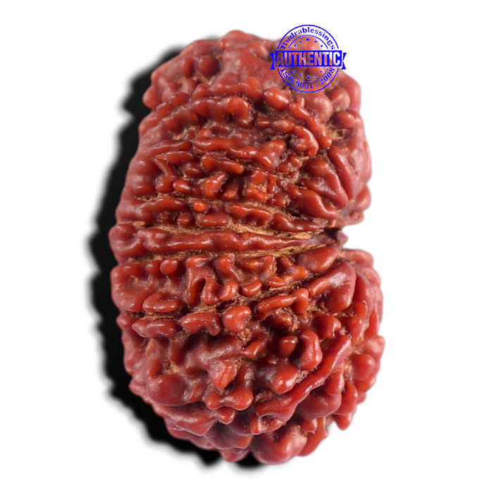 15 Mukhi Rudraksha from Nepal - Bead No. 28