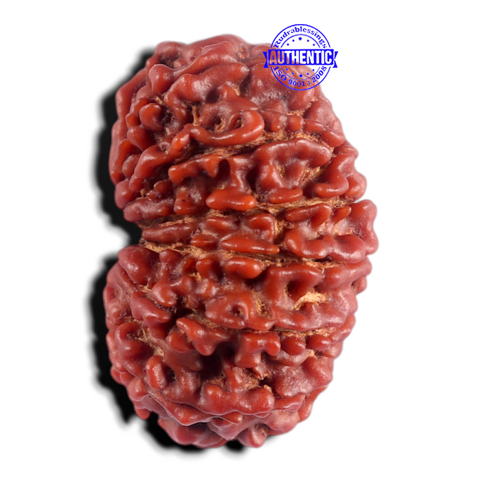 15 Mukhi Rudraksha from Nepal - Bead No. 28