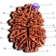 Load image into Gallery viewer, 15 Mukhi Rudraksha from Nepal - Bead No. 30
