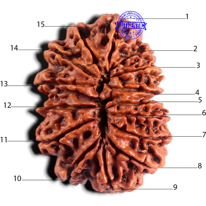 15 Mukhi Rudraksha from Nepal - Bead No. 30
