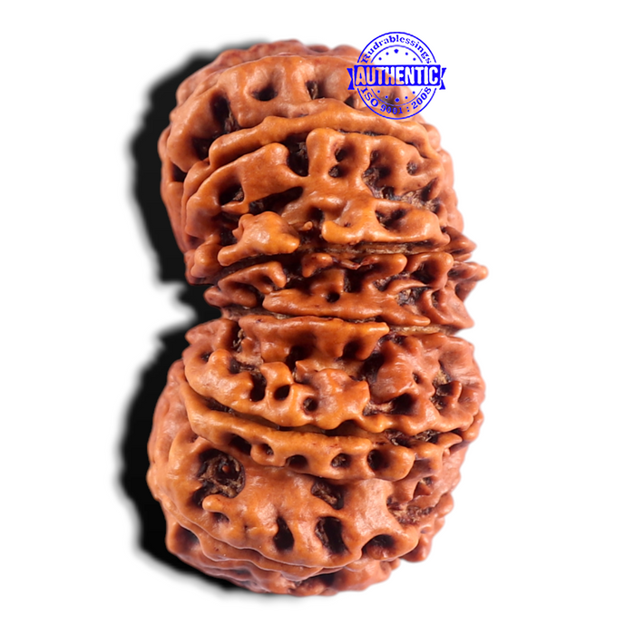 15 Mukhi Rudraksha from Nepal - Bead No. 30