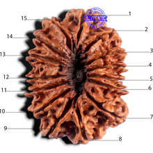 Load image into Gallery viewer, 15 Mukhi Rudraksha from Nepal - Bead No. 31
