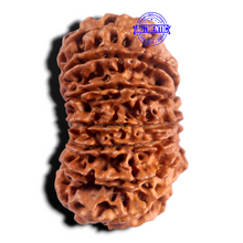Load image into Gallery viewer, 15 Mukhi Rudraksha from Nepal - Bead No. 31
