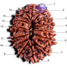 Load image into Gallery viewer, 15 Mukhi Rudraksha from Nepal - Bead No. 35
