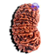 Load image into Gallery viewer, 15 Mukhi Rudraksha from Nepal - Bead No. 35
