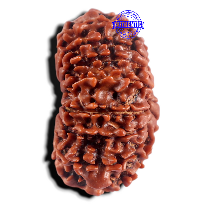 15 Mukhi Rudraksha from Nepal - Bead No. 35