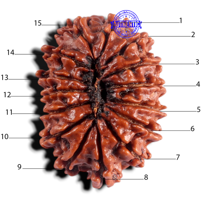 15 Mukhi Rudraksha from Nepal - Bead No. 40