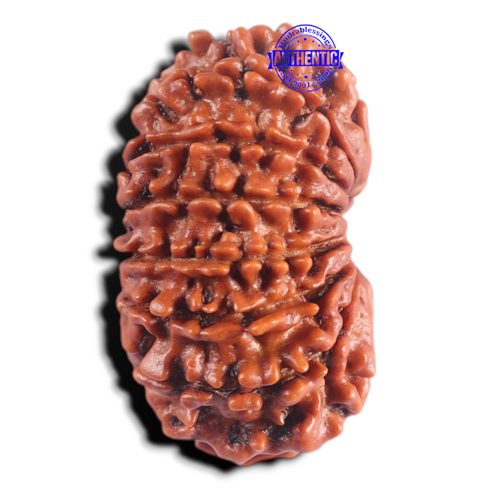 15 Mukhi Rudraksha from Nepal - Bead No. 40
