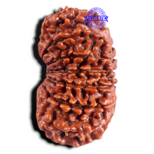Load image into Gallery viewer, 15 Mukhi Rudraksha from Nepal - Bead No. 40
