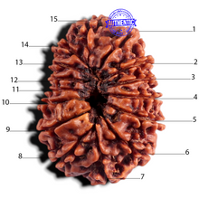 Load image into Gallery viewer, 15 Mukhi Rudraksha from Nepal - Bead No. 42
