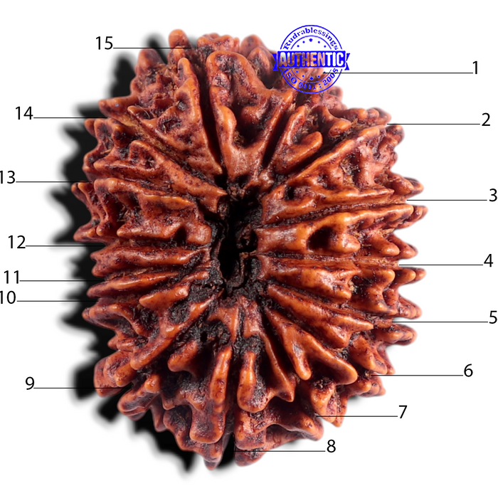 15 Mukhi Rudraksha from Nepal - Bead No. 60