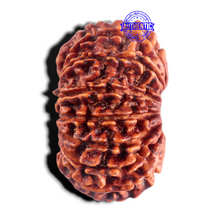 Load image into Gallery viewer, 15 Mukhi Rudraksha from Nepal - Bead No. 60
