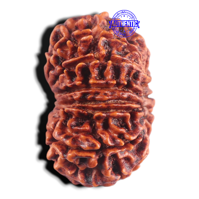 15 Mukhi Rudraksha from Nepal - Bead No. 60