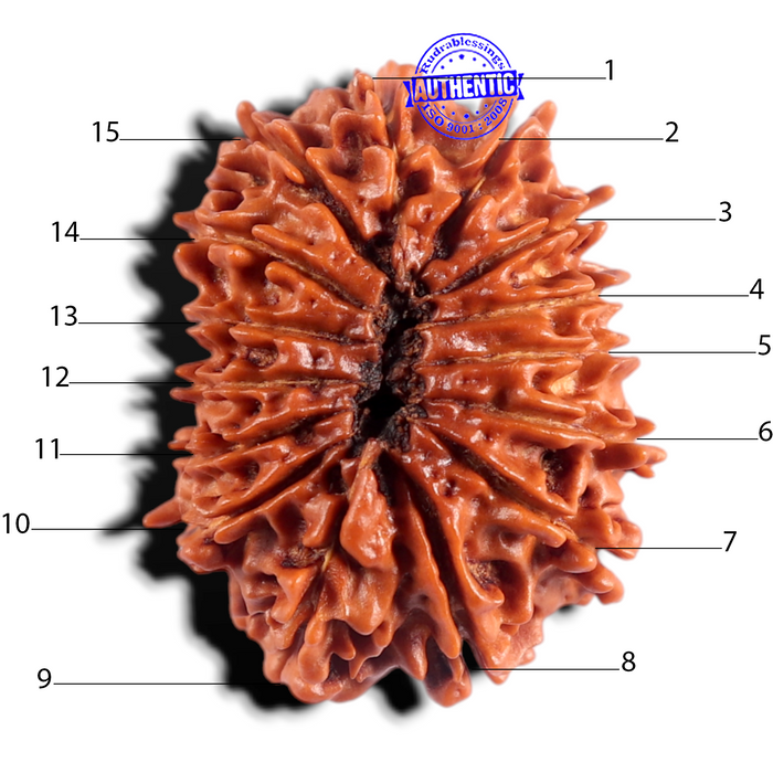 15 Mukhi Rudraksha from Nepal - Bead No. 64