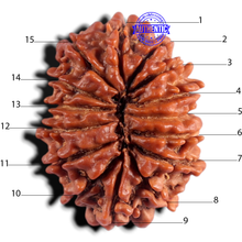 Load image into Gallery viewer, 15 Mukhi Rudraksha from Nepal - Bead No. 71

