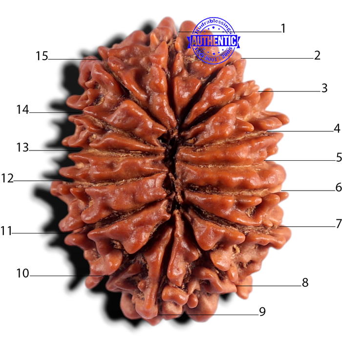15 Mukhi Rudraksha from Nepal - Bead No. 71