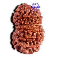 Load image into Gallery viewer, 15 Mukhi Rudraksha from Nepal - Bead No. 71
