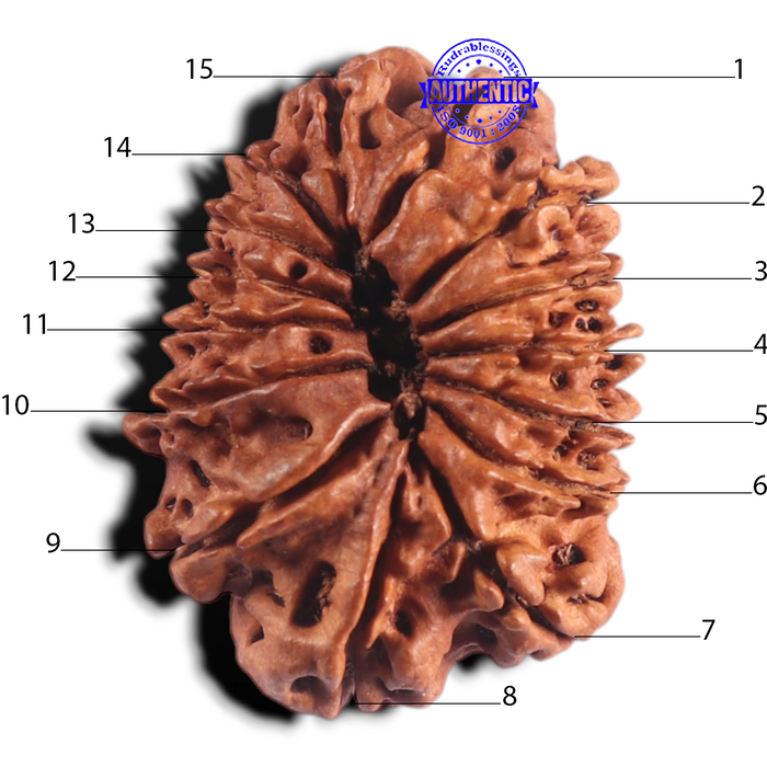 15 Mukhi Rudraksha from Nepal - Bead No. 73