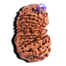Load image into Gallery viewer, 15 Mukhi Rudraksha from Nepal - Bead No. 73
