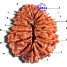 Load image into Gallery viewer, 15 Mukhi Rudraksha from Nepal - Bead No. 75
