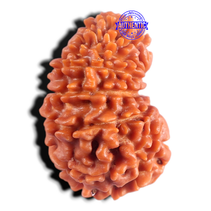 15 Mukhi Rudraksha from Nepal - Bead No. 75