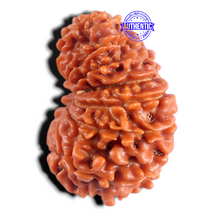 Load image into Gallery viewer, 15 Mukhi Rudraksha from Nepal - Bead No. 75
