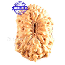 Load image into Gallery viewer, 15 Mukhi Indonesian Rudraksha - Bead No. 137
