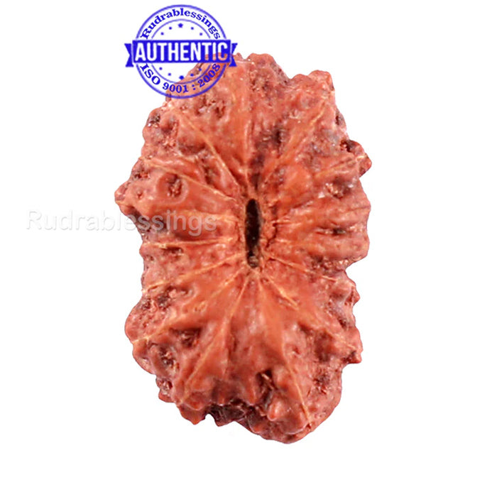 15 Mukhi Indonesian Rudraksha - Bead No. 197