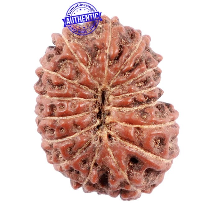 15 Mukhi Indonesian Rudraksha - Bead No. 216